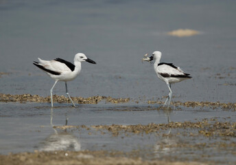 Crab plover  with a crab at Busaiteen coast, Bahrain