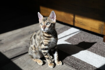 Pure breed Bengal male kitten/cat