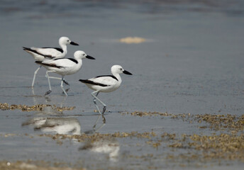 Three Crab plovers at Busaiteen coast, Bahrain