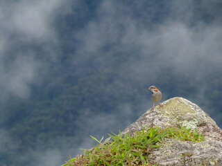 The Rufous-Collared Sparrow or Andean Sparrow (Zonotrichia capensis) Stands in the Ancient Ruins of Inca Machu Picchu City