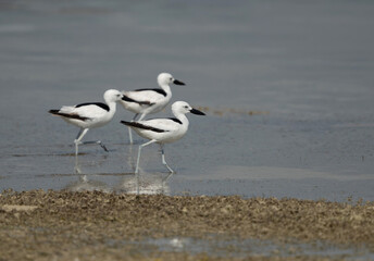 Crab plovers moving in low tide water at Busaiteen coast, Bahrain