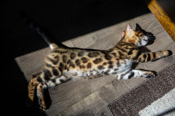 Pure breed Bengal male kitten/cat