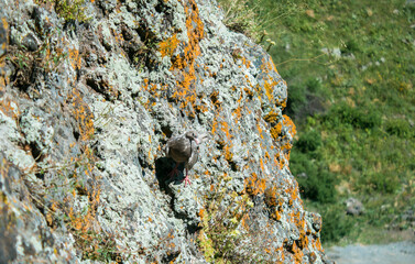 beautiful mountain pigeons on the rocks