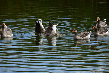 ducks on the water