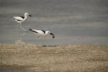 Crab plover  with crab catach at Busaiteen coast, Bahrain