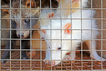 Obraz premium white raccoon in cages on a farm, North China
