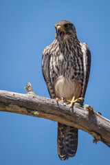 Wild falcon calling in New Zealand