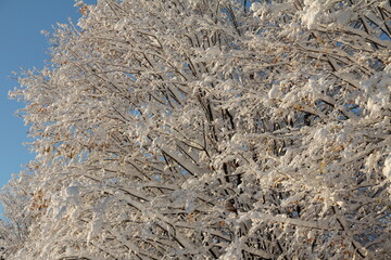 winter trees and streetscape