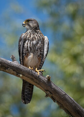 Wild Falcon on guard in New Zealand