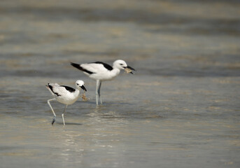 Crab plovers feeding crab, Busaiteen coast Bahrain