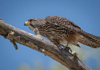 Wild falcon hunting in New Zealand