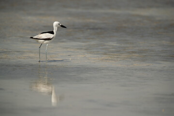 Crab plover and reflection on water at Busaiteen coast, Bahrain