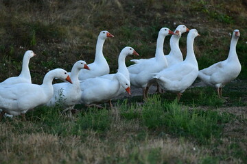 greylag goose in the grass