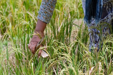 Fototapeta na wymiar planting rice in the field