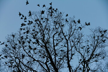 Black birds in tree