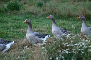 greylag goose in the grass
