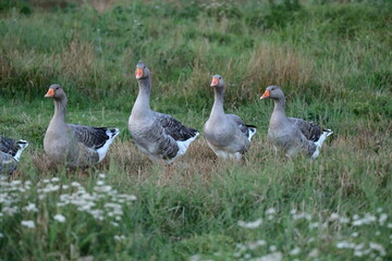 greylag goose in the grass