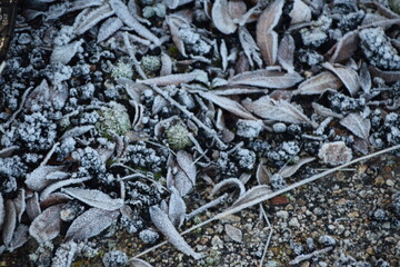 Detalle de hojas y ramas congeladas