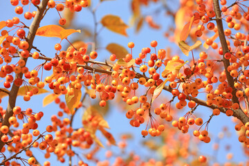 Begonia fruit on branches, North China