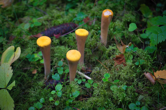 Edible mushroom clavariadelphus reed. Latin name Clavariadelphus pistillaris. Group of fungi on coniferous forest.