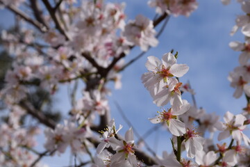 Flores de almendro en flor en primavera con cielo azul y nubes