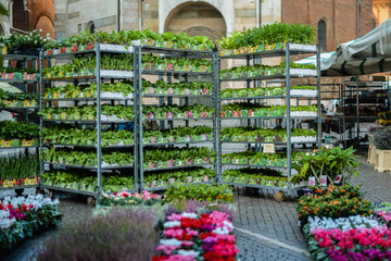 Cremona, Italy - September 2020 Flower and plant vendor at the weekly street market in Piazza Duomo