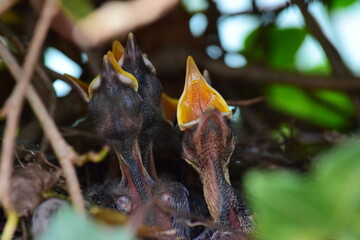 Vogel Kücken Nest