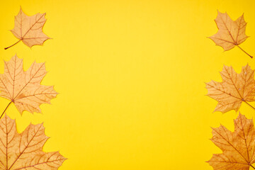 Naklejka na ściany i meble fall frame composition. yellow maple leaves frame. autumn concept
