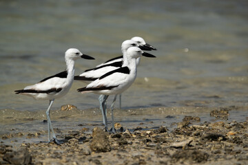 Crab plovers at Busaiteen coast, Bahrain