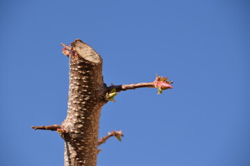 brotes tronco de árbol albaricoquero