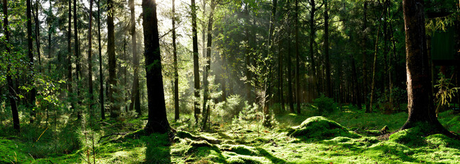 Fototapeta na wymiar Glade in a forest lit by the light of the morning sun