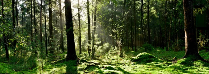 Foto op Aluminium Glade in a forest lit by the light of the morning sun © Günter Albers