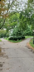 Fork in the road in the park