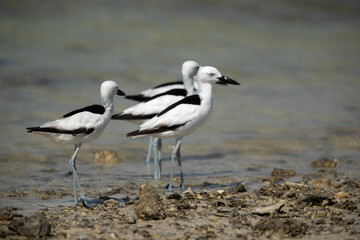 Crab plovers at Busaiteen coast, Bahrain