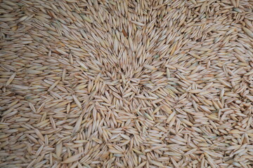 oats forage seeds, closeup of photo