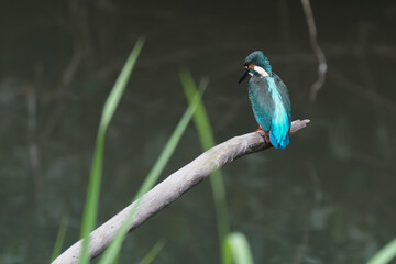 common kingfisher in field