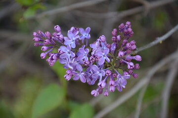 Arbusto de lilo morado con fondo