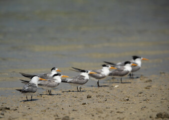 Obraz premium Greater Crested Terns at Busaiteen coast, Bahrain