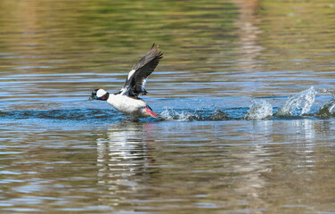 A Bufflehead drake quickly skimming across the water prior to taking flight.