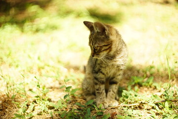 Naklejka na ściany i meble Tabby gray kitten sitting in the sunny summer garden on the grass