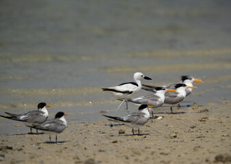 Crab plover and greater crested terns at Busaiteen coast, Bahrain