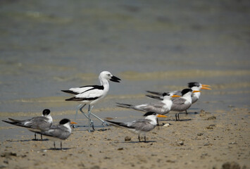 Fototapeta premium Crab plovers and grester crested tern during low tide at Busaiteen coast, Bahrain