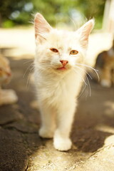 Naklejka na ściany i meble fluffy beige kitten stands in a sunny summer yard