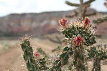 Abiquiu New Mexico wagon desert desert rocks cactus flowers 2 © Folktography by Tom