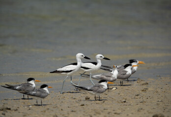 Fototapeta premium Crab plovers and greater crested tern at Busaiteen coast, Bahrain