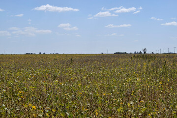 Campo y cielo