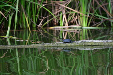 turtle in the pond
