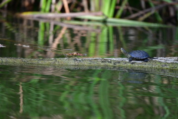 turtle in the pond