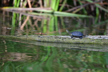 turtle in the pond