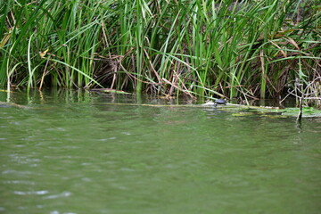 turtle in the pond